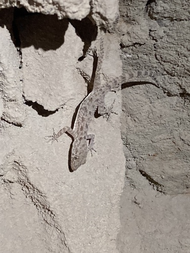 Keeled Rock Gecko