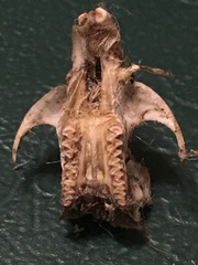 Microtus ochrogaster