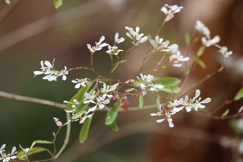 Pascuita (Euphorbia leucocephala)