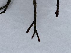 Acer pensylvanicum