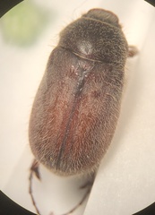 Phyllophaga crenulata