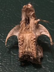 Microtus ochrogaster