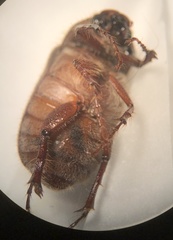 Phyllophaga crenulata
