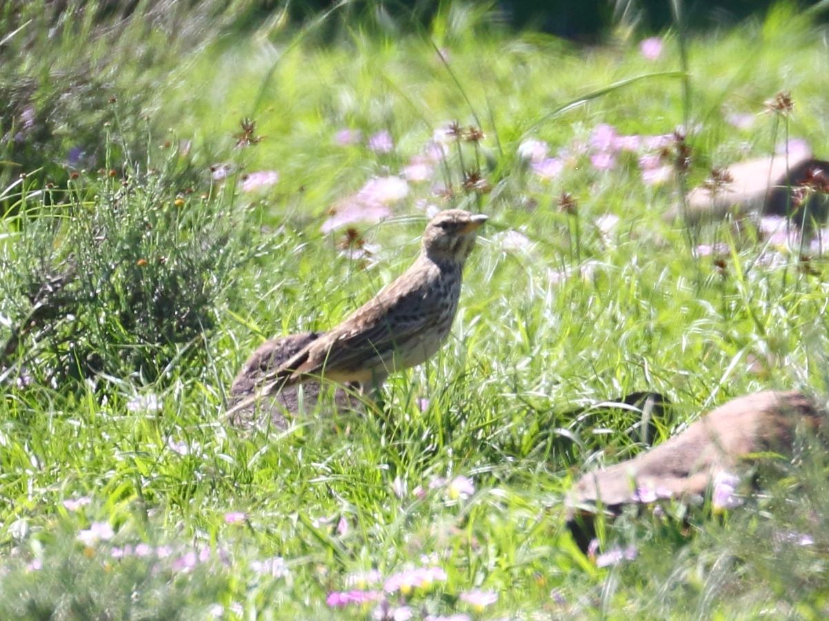 Large-billed Lark (Galerida magnirostris), photo 6