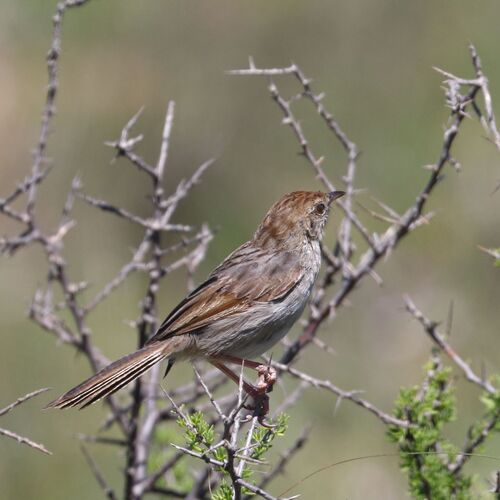 Grey-backed Cisticola (Cisticola subruficapilla), photo 8