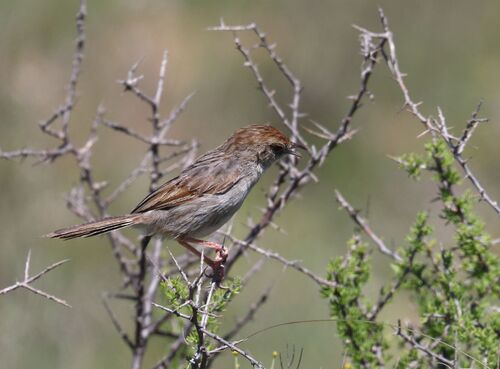 Grey-backed Cisticola (Cisticola subruficapilla), photo 9