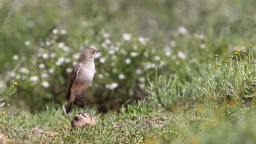 Sickle-winged Chat (Emarginata sinuata), photo 9