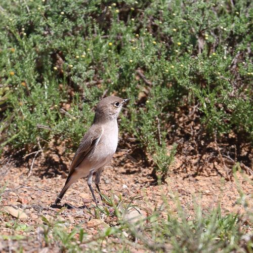 Sickle-winged Chat (Emarginata sinuata), photo 2