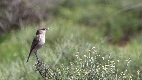 Sickle-winged Chat (Emarginata sinuata), photo 8