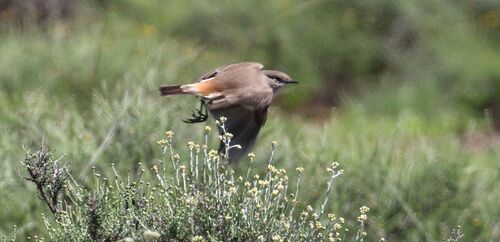 Sickle-winged Chat (Emarginata sinuata), photo 9