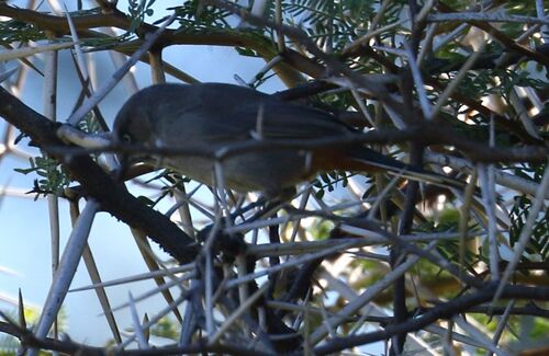 Chestnut-vented Warbler (Curruca subcoerulea), photo 3
