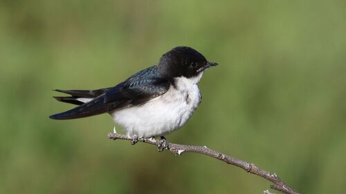 Pearl-breasted Swallow (Hirundo dimidiata), photo 8