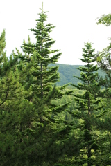 Abies sachalinensis