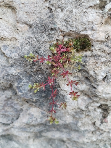Yellow Wall Bedstraw (Galium murale)