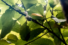 Phyllomyias cinereiceps