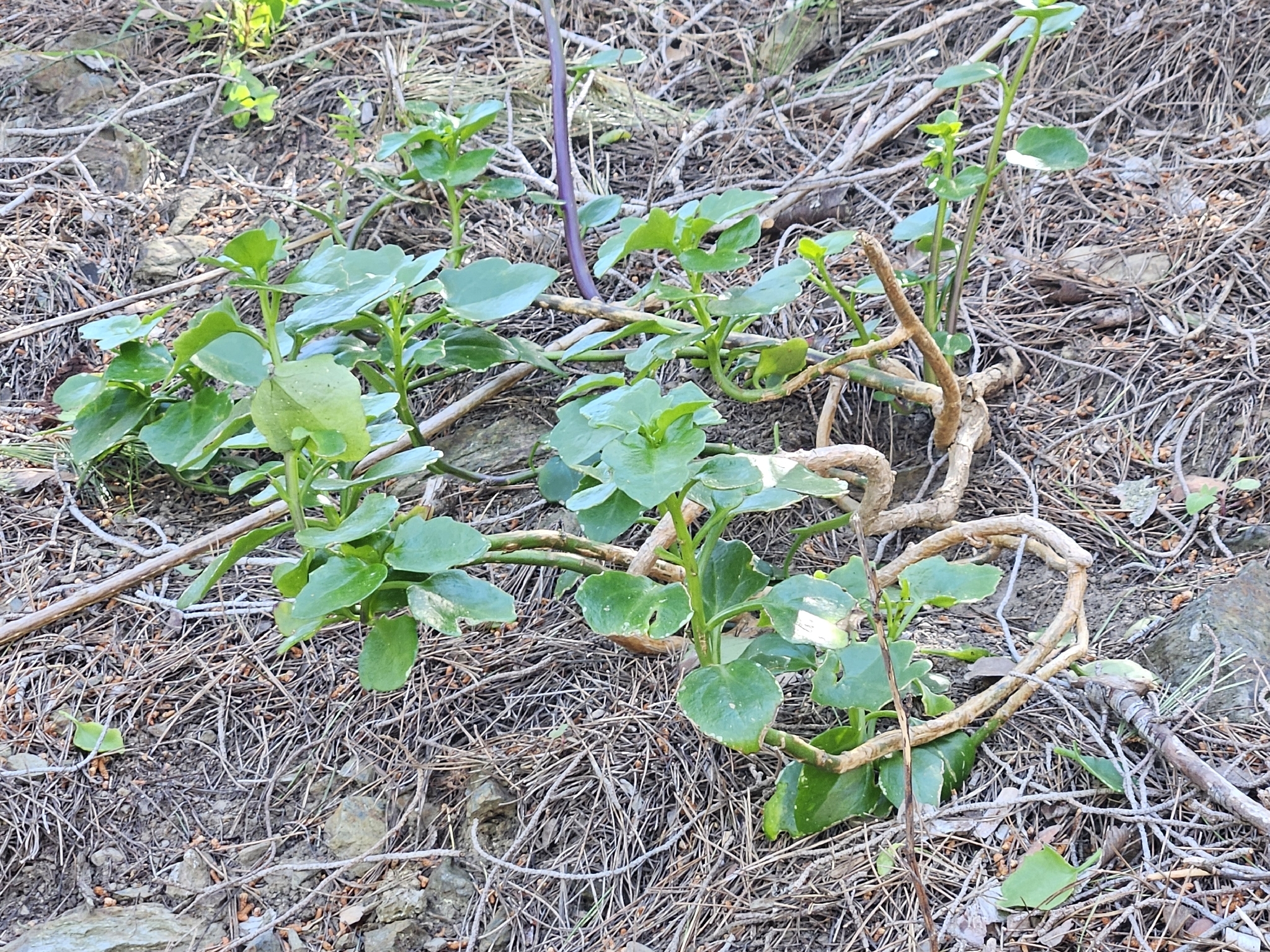 Creeping Groundsel (Senecio angulatus)