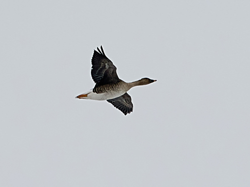 Ánsar campestre de la tundra (Anser serrirostris)
