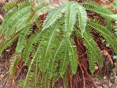 Polystichum imbricans curtum