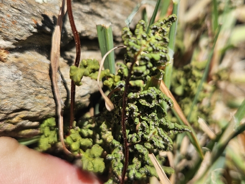 Oeosporangium pteridioides, 2026-04-05