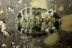 Acanthopleura loochooana