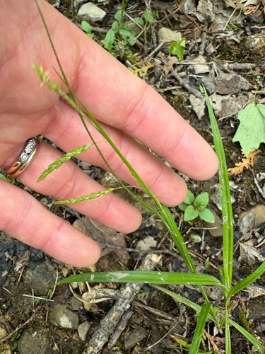 graceful sedge (Carex gracillima)