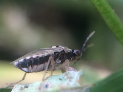Geocoris punctipes