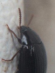 Platydema excavata