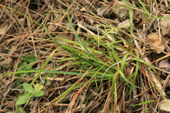 Luzula capitata