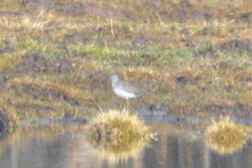 iNaturalist: (c) Алина Смирнова, some rights reserved (CC BY-NC), uploaded by Алина Смирнова iNaturalist image