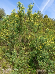 Coronilla valentina glauca