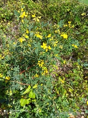 Coronilla valentina glauca