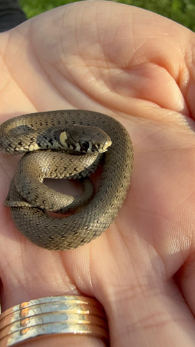grass snake