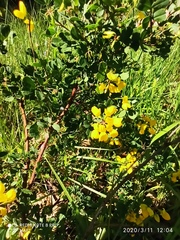 Coronilla valentina glauca