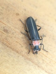 Podabrus quadratus