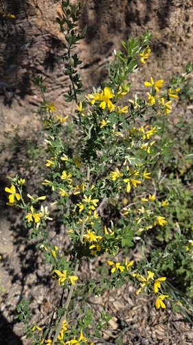 Montpellier Broom (Genista monspessulana)