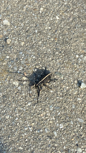 Dorcadion murrayi