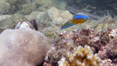 Pomacentrus grammorhynchus