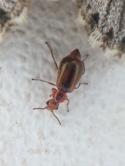 Attalus scincetus