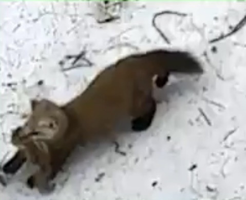 American Marten observed by aekirkwood