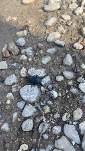 Carabus ulrichii