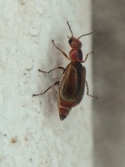 Attalus scincetus