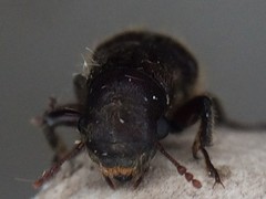 Melalgus plicatus