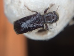 Melalgus plicatus