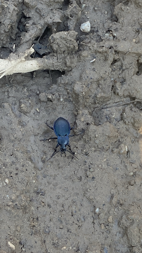Carabus convexus