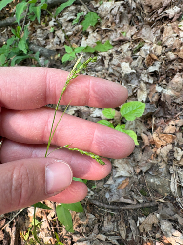 drooping woodland sedge (Carex arctata)