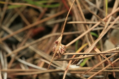 Luzula capitata