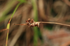 Luzula capitata