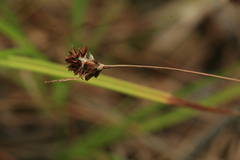 Luzula capitata