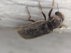 Melalgus plicatus