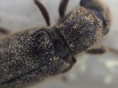 Melalgus plicatus